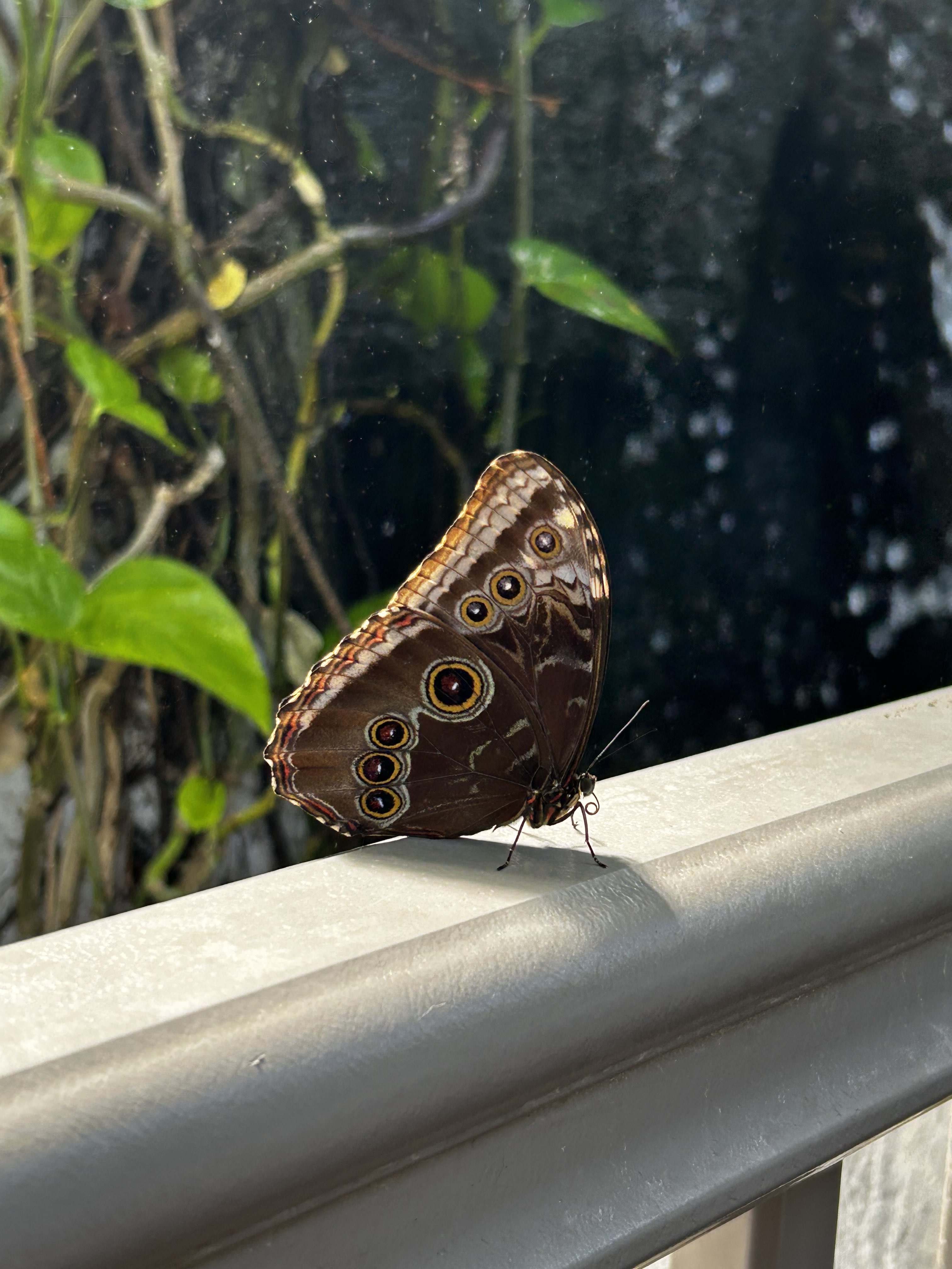 brown Butterfly