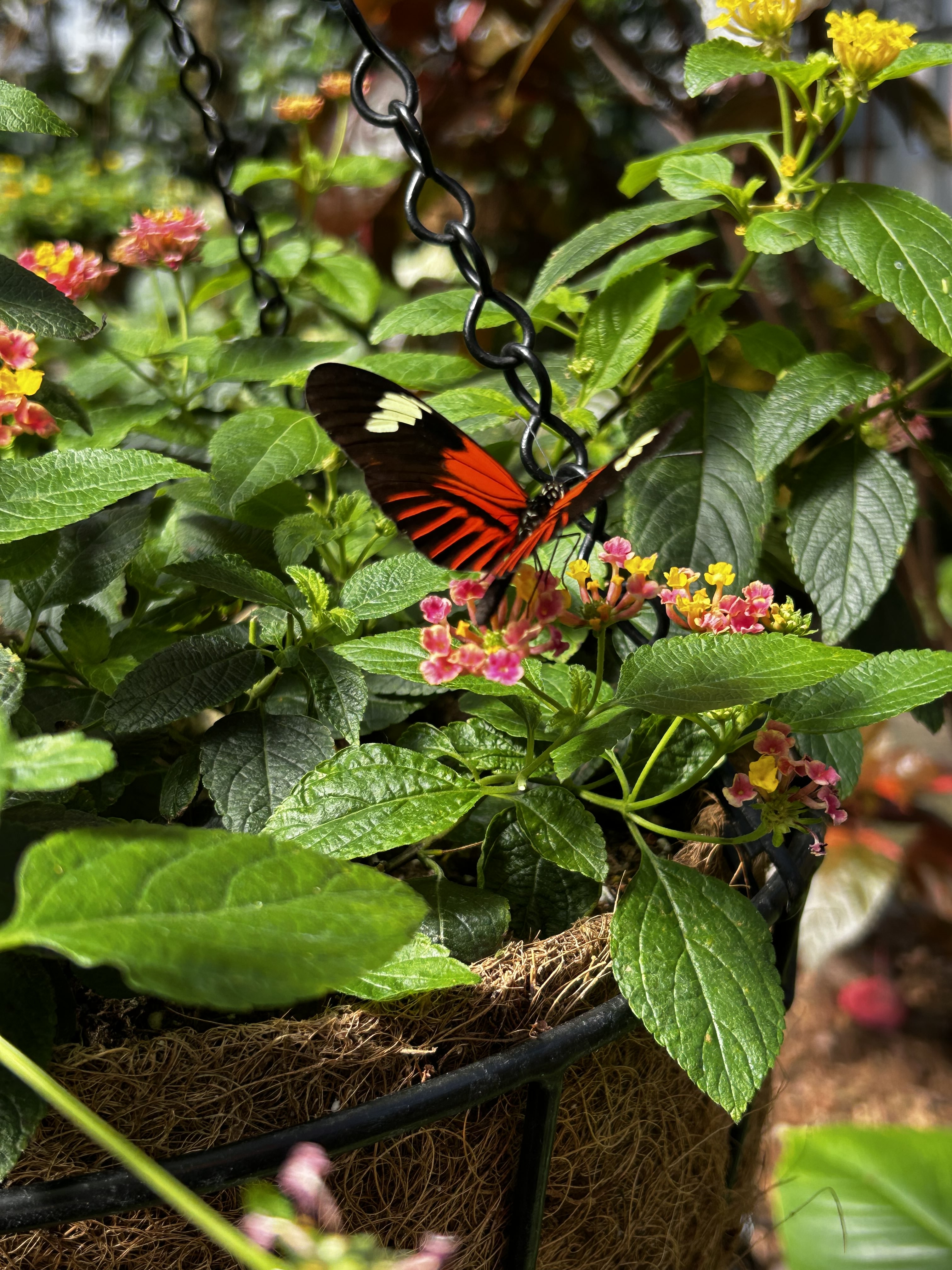 Butterfly on flower
