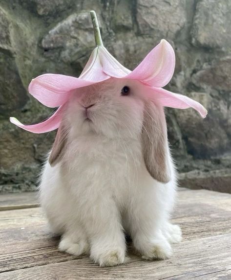 bunny