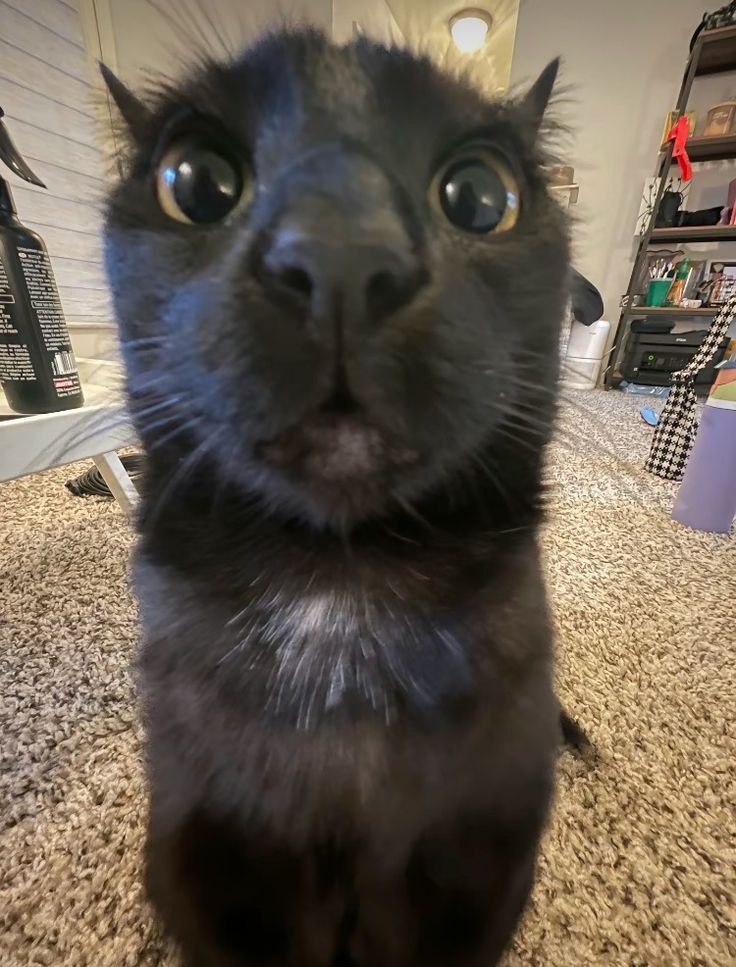 up close kitty