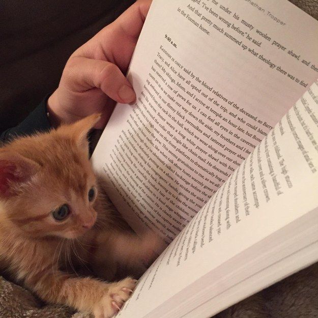 studious kitty